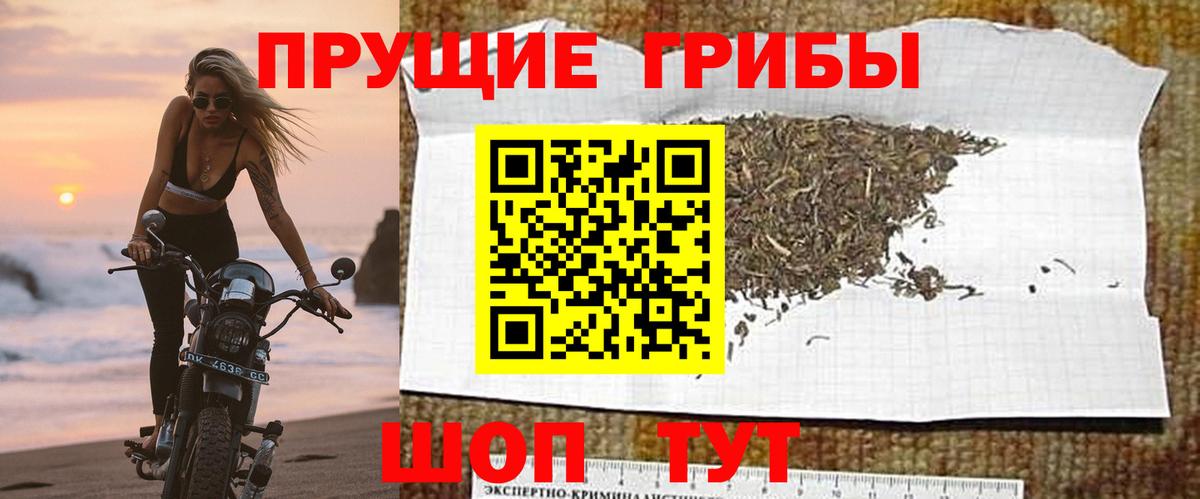 Псилоцибиновые грибы GOLDEN TEACHER Сертолово